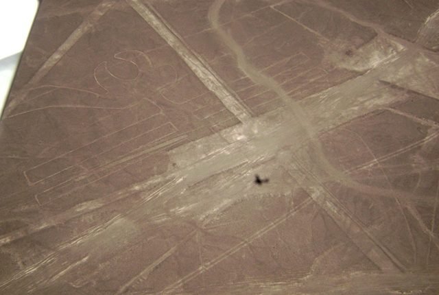 Nazca Linien Parrot