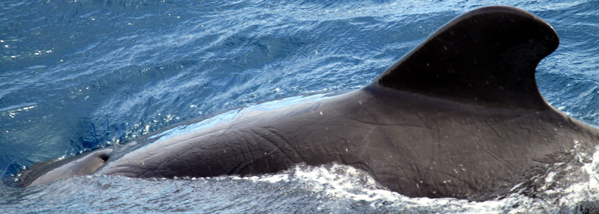Wale vor Galapagos