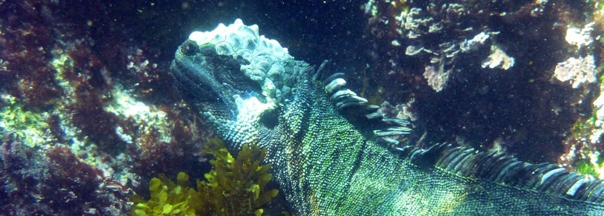 galapagos tierwelt