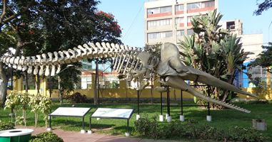 Museo de Historia Natural Lima Peru