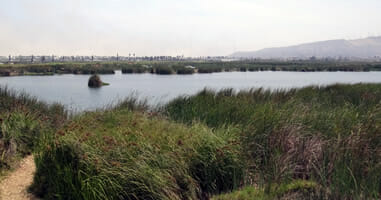 Pantanos de Villa Chorrillios Lima Peru