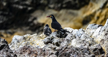 Islas Ballestas: Wo der Guano herkommt