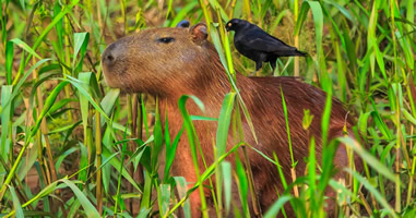 Das Nationalreservat Tambopata – Perus grünes Juwel