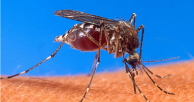 Gelbfieber in Peru