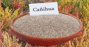 Cañihua – Andengetreide aus Peru
