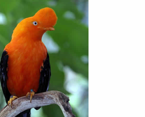 Der Andenfelsenhahn (Gallito de las Rocas): Perus lebendiges Naturerbe