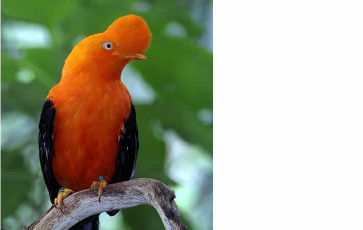 Der Andenfelsenhahn (Gallito de las Rocas): Perus lebendiges Naturerbe