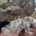 Von Ica/Huacachina: Ballestas‑Inseln & Paracas‑Reservat