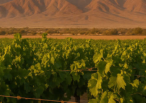 Peruanischer Wein – Entdeckung einer verborgenen Genusskultur