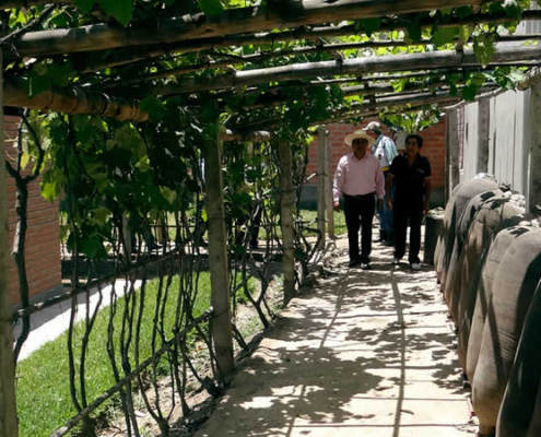 Bodega La Palma – Tradition und Moderne an der Ruta del Pisco von Lunahuaná