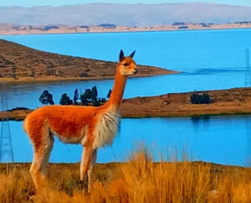 Archipiélago Wiñaymarca: diez islas en el “Lago Eterno” del Titicaca