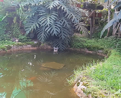 Jardín Botánico Los Ositos – Orchideen- und Pflanzenparadies in Villa Rica