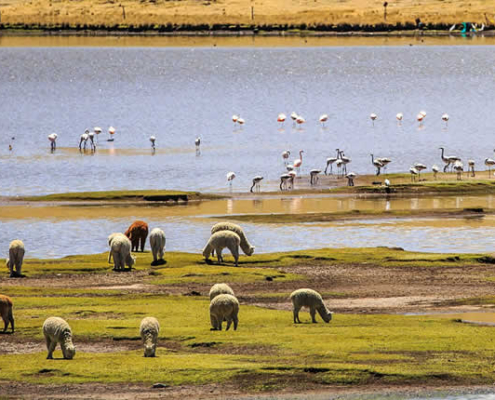 Laguna Lagunillas – Hochlandsee und Vogelparadies bei Santa Lucía