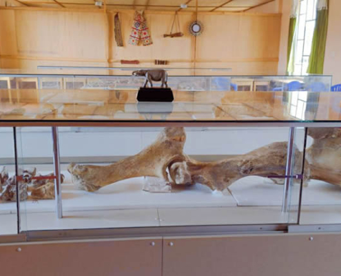 Fossile Überreste von Choccocconiri – Mastodonten im Hochland von Juli