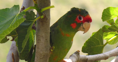 Mitred Parakeet