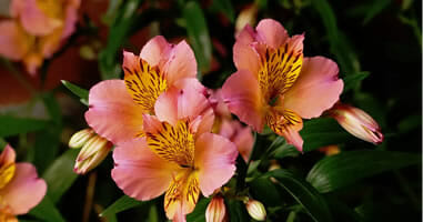 Orchideen