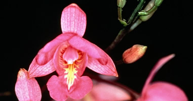 Orchideen im Park