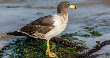 Gaviota peruana Paracas Peru