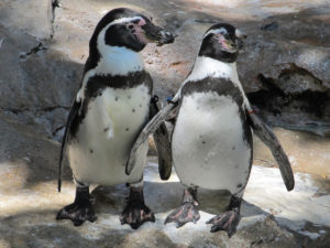 Die Vielfalt Perus auf einer Reise erleben - Tiere in Peru