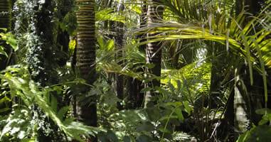 Selva tropical en el Amazonas