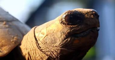 Tortuga en el Parque Nacional de Tambopata