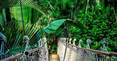 Viajar por la selva