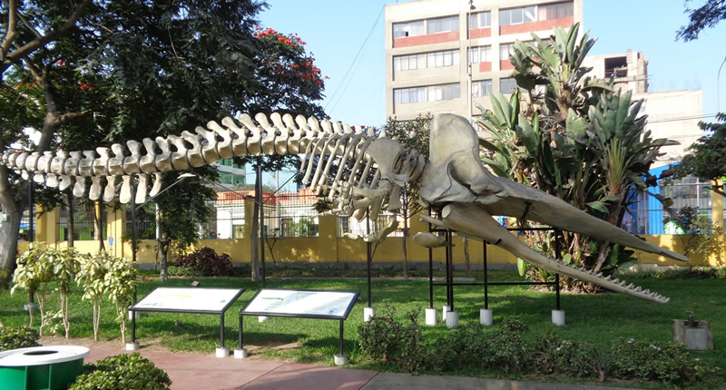 Museo de Historia Natural