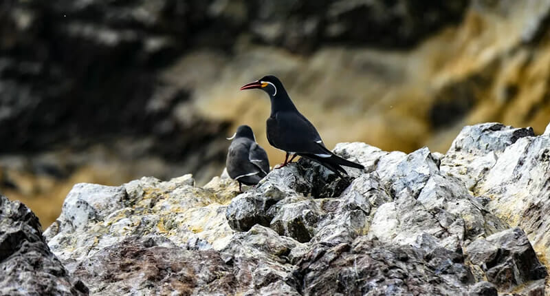 Isla Ballestas