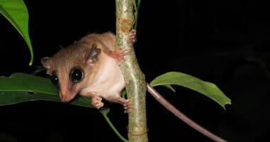 Mouse Possum Tambopata.