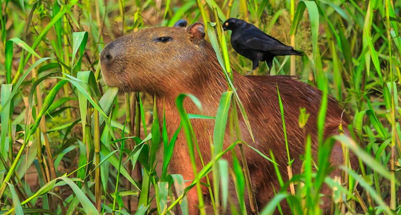 Tambopata Nationalpark