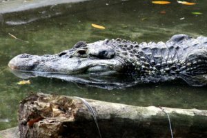 schwarzer Kaiman Puerto Maldonado