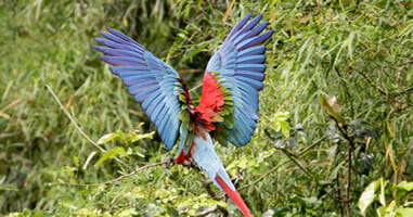 Ara im Manu Nationalpark