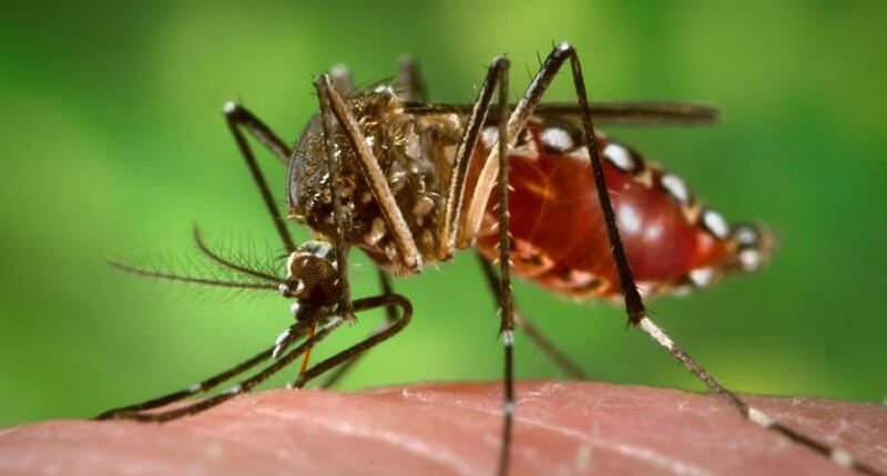 Gelbfieber Mücke Aedes Aegypti