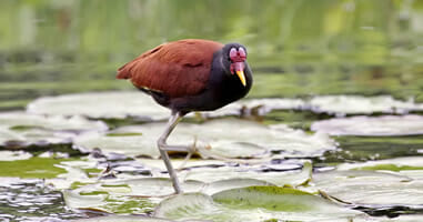 Jacana National Park Manu