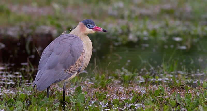 Avifauna: destacados para observadores