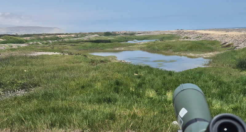 Humedal El Chiflón: humedal costero, riqueza de aves y oasis ecológico cerca de Camaná