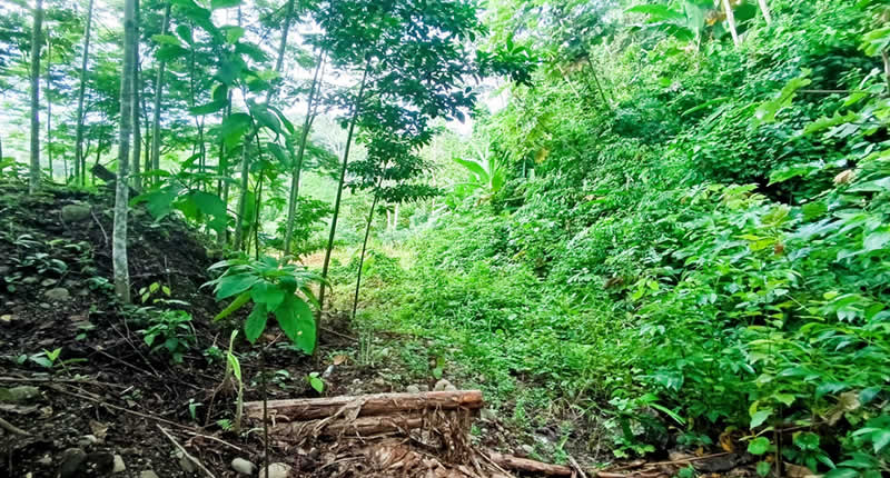 Selva densa