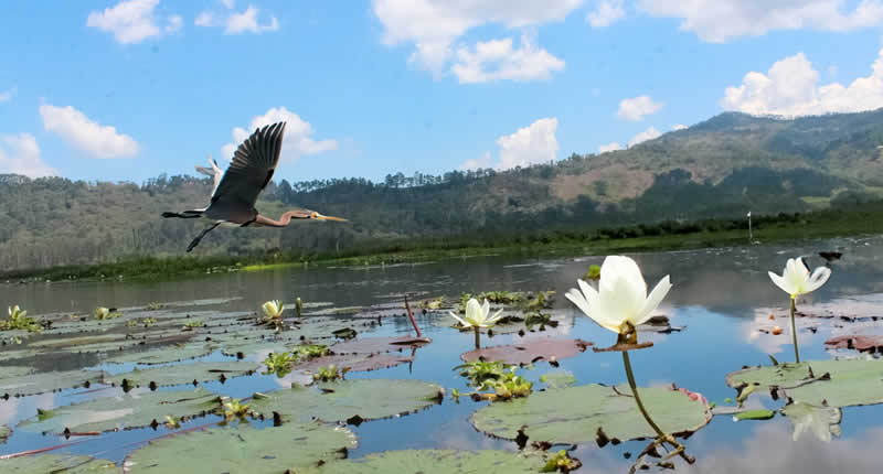 Biodiversität im Feuchtgebiet der Lagune El Oconal