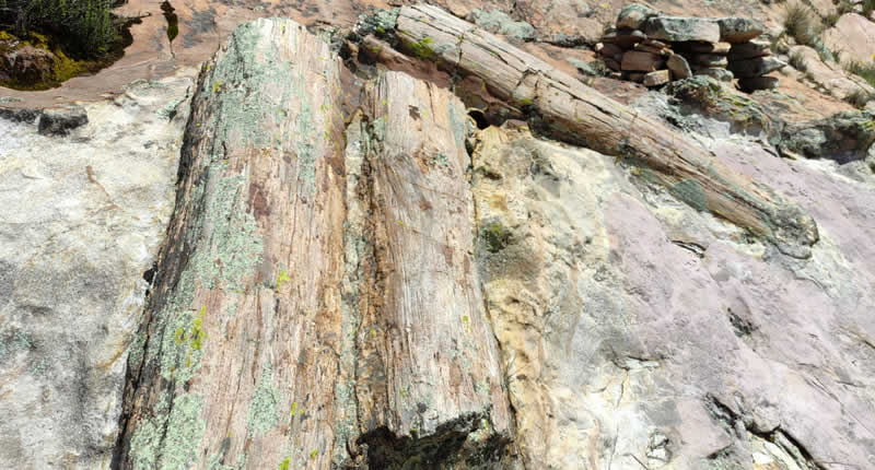Un bosque fósil a más de 4.000 metros de altitud
