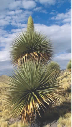 Puya-de-Raimondi