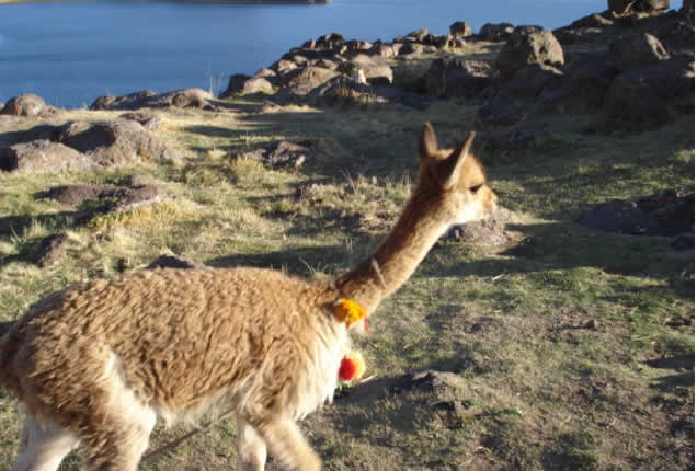 Llama en los alrededores de la Laguna Umayo