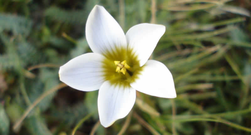 Planta silvestre en los alrededores de la Laguna Umayo