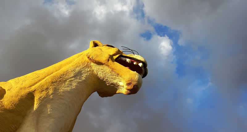 Cabeza del puma