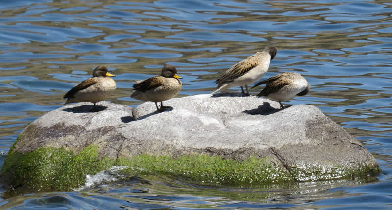 Vögel im Nationalreservat Titicaca