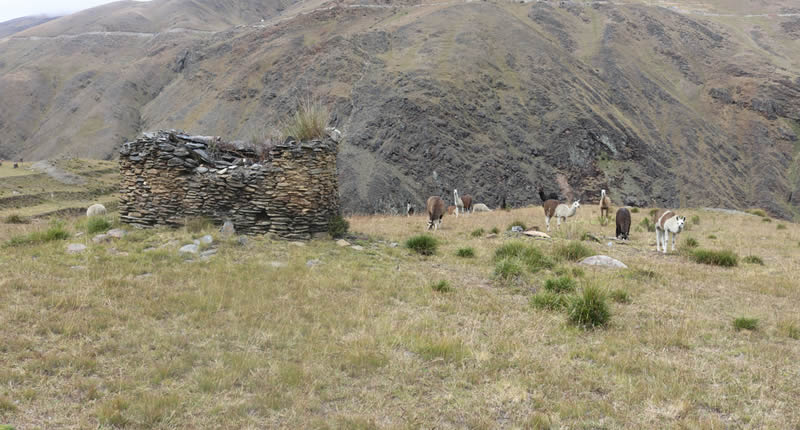 Llamas pastan junto a una torre funeraria en Wat’amarka